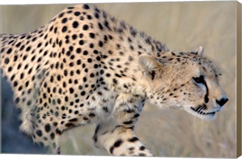 Framed Cheetah on the Prowl, Ngorongoro Conservation Area, Arusha Region, Tanzania Print