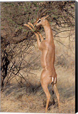 Framed Male gerenuk (Litocranius waller) eating leaves, Samburu National Park, Rift Valley Province, Kenya Print