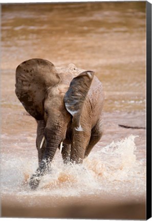 Framed African elephant (Loxodonta africana) playing with water, Samburu National Park, Rift Valley Province, Kenya Print