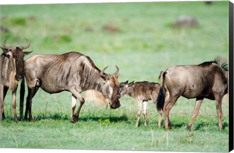 Framed Wildebeest, Ndutu, Ngorongoro, Tanzania Print