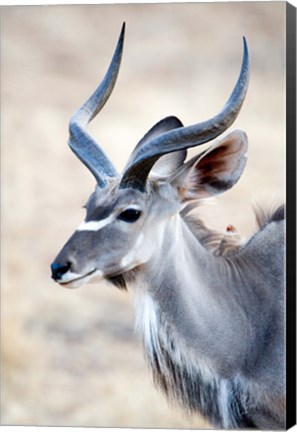 Framed Greater Kudu (Tragelaphus strepsiceros) in a forest, Samburu National Park, Rift Valley Province, Kenya Print