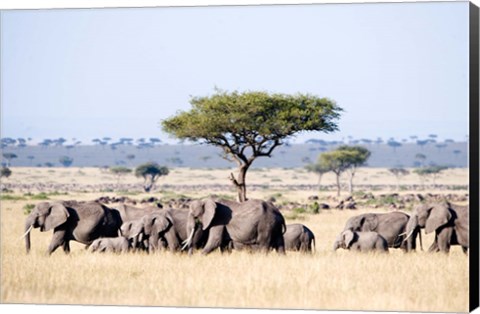 Framed African Elephants in Masai Mara National Reserve, Kenya Print