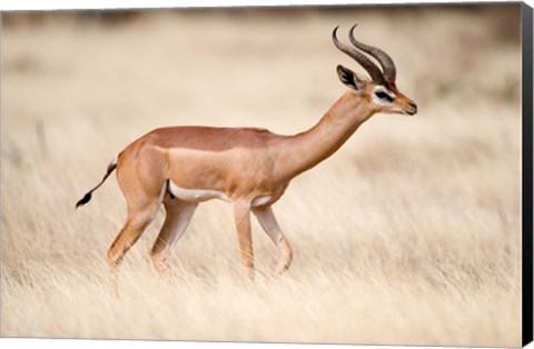 Framed Male gerenuk (Litocranius walleri) standing in field, Samburu National Park, Rift Valley Province, Kenya Print