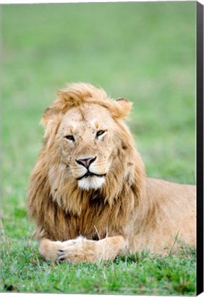 Framed Lion (Panthera leo) lying in grass, Masai Mara National Reserve, Kenya Print