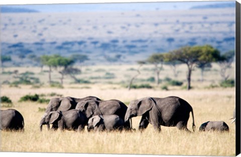 Framed Herd of African elephants (Loxodonta africana) in plains, Masai Mara National Reserve, Kenya Print