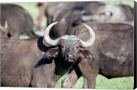 Framed Cape buffaloes (Syncerus caffer) in a field, Lake Nakuru National Park, Kenya Print
