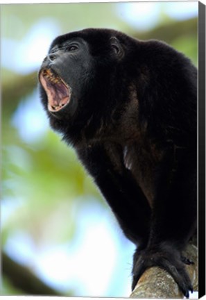 Framed Black Howler Monkey, Costa Rica Print