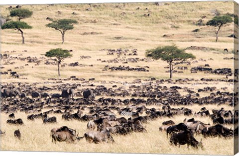 Framed Great migration of wildebeests, Masai Mara National Reserve, Kenya Print