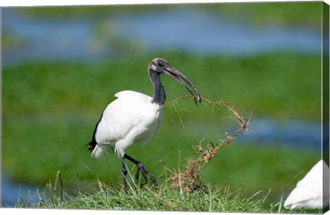 Framed Sacred ibis (Threskiornis aethiopicus) in a field, Ngorongoro Crater, Ngorongoro, Tanzania Print