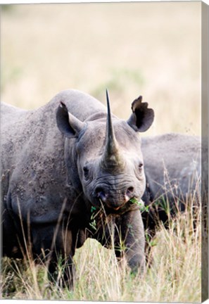 Framed Black rhinoceros (Diceros bicornis) standing in a field, Masai Mara National Reserve, Kenya Print