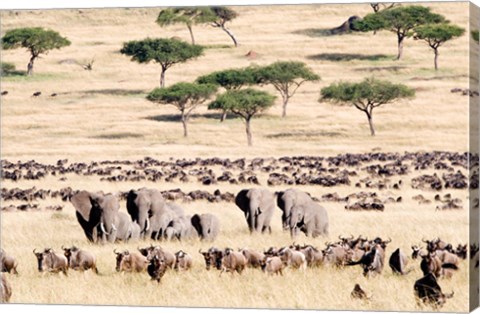 Framed Wildebeests with African elephants (Loxodonta africana) in a field, Masai Mara National Reserve, Kenya Print