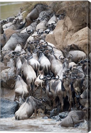 Framed Herd of wildebeests crossing a river, Mara River, Masai Mara National Reserve, Kenya Print