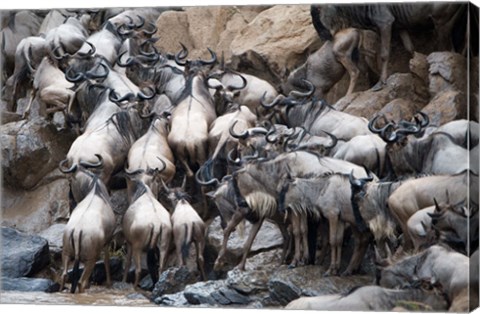 Framed Wildebeests, Masai Mara National Reserve, Kenya Print