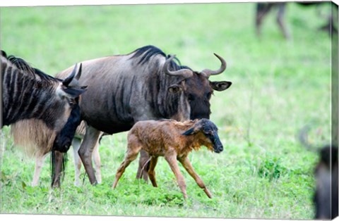 Framed Newborn Wildebeest Calf with its Parents, Ndutu, Ngorongoro, Tanzania Print