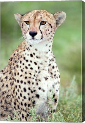 Framed Close-up of a female cheetah (Acinonyx jubatus) in a forest, Ndutu, Ngorongoro, Tanzania Print