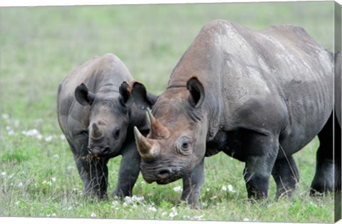 Framed Black rhinoceros (Diceros bicornis) in a field, Ngorongoro Crater, Ngorongoro, Tanzania Print