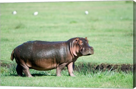 Framed Hippopotamus (Hippopotamus amphibius) in a field, Ngorongoro Crater, Ngorongoro, Tanzania Print