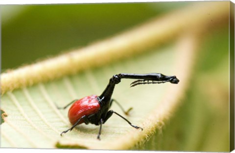 Framed Close-up of a Giraffe Weevil (Trachelophorus giraffa) on a Leaf, Andasibe-Mantadia National Park, Madagascar Print