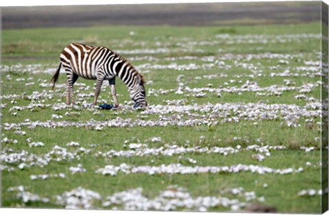 Framed Burchell's zebra (Equus burchelli) grazing in a field, Ngorongoro Crater, Ngorongoro, Tanzania Print