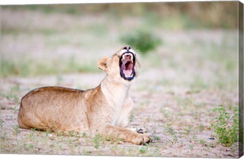 Framed Lioness Yawning in a Forest, Tarangire National Park, Tanzania Print