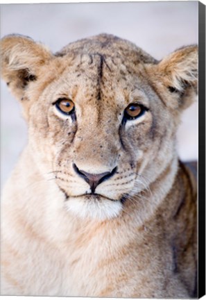 Framed Close-up of a lioness (Panthera leo), Tarangire National Park, Tanzania Print