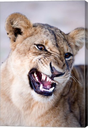 Framed Close-up of a lioness (Panthera leo) looking angry, Tarangire National Park, Tanzania Print