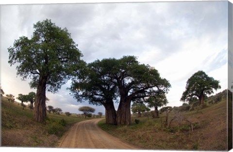 Framed Baobab Trees (Adansonia digitata) in a forest, Tarangire National Park, Tanzania Print