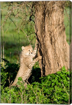 Framed Cheetah Cub Against a Tree, Ndutu, Ngorongoro, Tanzania Print