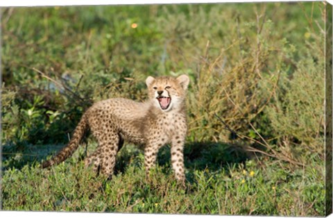 Framed Cheetah cub (Acinonyx jubatus) yawning in a forest, Ndutu, Ngorongoro, Tanzania Print