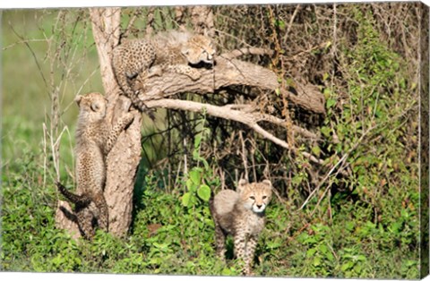 Framed Cheetah Cubs Climbing a Tree, Ndutu, Ngorongoro, Tanzania Print