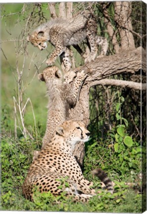 Framed Cheetah cubs (Acinonyx jubatus) with their mother in a forest, Ndutu, Ngorongoro, Tanzania Print