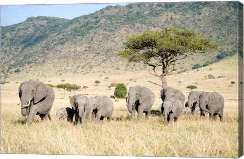 Framed African Elephants (Loxodonta africana) in a Forest, Masai Mara National Reserve, Kenya Print