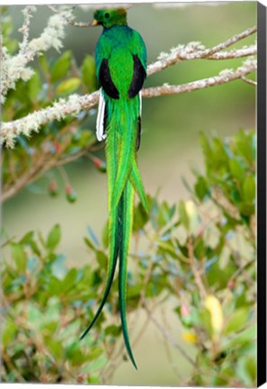 Framed Close-up of a Resplendent Quetzal (Pharomachrus mocinno) perching on a branch, Savegre, Costa Rica Print