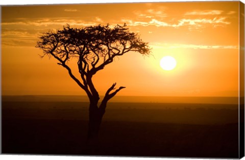 Framed Silhouette of tree at dusk, Tanzania Print