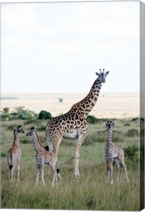 Framed Masai giraffes (Giraffa camelopardalis tippelskirchi) and calves in a forest, Masai Mara National Reserve, Kenya Print