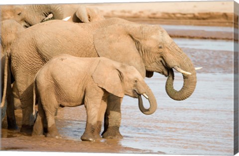 Framed African elephants (Loxodonta africana) drinking water, Samburu National Park, Rift Valley Province, Kenya Print