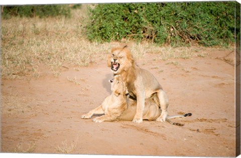 Framed Lion pair (Panthera leo) mating in a field, Samburu National Park, Rift Valley Province, Kenya Print