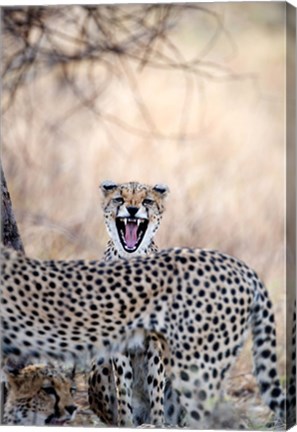 Framed Cheetahs (Acinonyx jubatus) resting in a forest, Samburu National Park, Rift Valley Province, Kenya Print