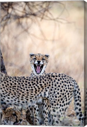 Framed Cheetahs (Acinonyx jubatus) resting in a forest, Samburu National Park, Rift Valley Province, Kenya Print