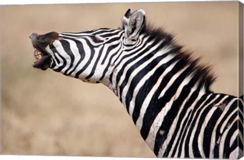 Framed Close-up of a Burchell's zebra (Equus burchelli), Tarangire National Park, Tanzania Print