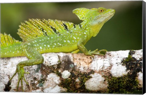 Framed Close-up of a Plumed basilisk (Basiliscus plumifrons) on a branch, Cano Negro, Costa Rica Print
