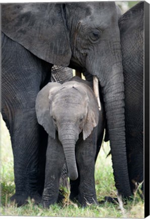 Framed African elephant (Loxodonta africana) with its calf in a forest, Tarangire National Park, Tanzania Print