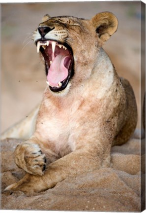 Framed Close Up of Lioness (Panthera leo) Yawning in a Forest, Tarangire National Park, Tanzania Print