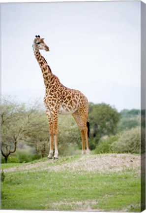 Framed Masai giraffe (Giraffa camelopardalis tippelskirchi) in a forest, Tarangire National Park, Tanzania Print