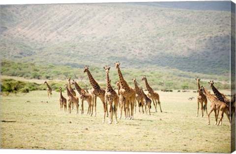 Framed Masai giraffes (Giraffa camelopardalis tippelskirchi) in a forest, Lake Manyara, Tanzania Print