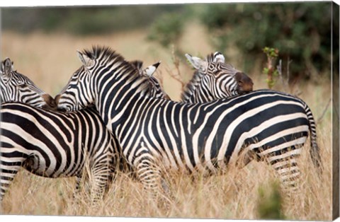 Framed Burchell&#39;s zebras (Equus burchelli) in a forest, Tarangire National Park, Tanzania Print