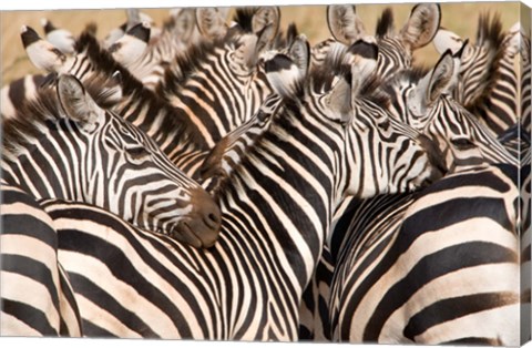 Framed Burchell&#39;s Zebras, Tarangire National Park, Tanzania Print