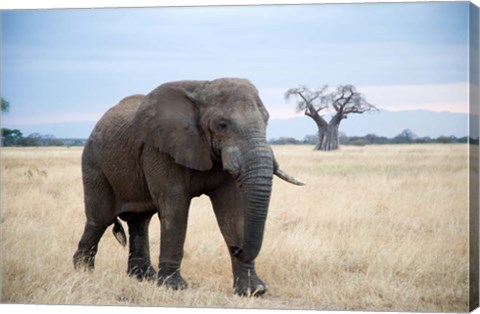 Framed African elephant (Loxodonta africana) walking in a forest, Tarangire National Park, Tanzania Print