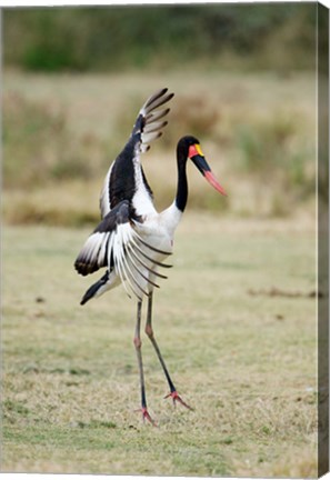 Framed Saddle Billed stork (Ephippiorhynchus Senegalensis) spreading wings, Tarangire National Park, Tanzania Print