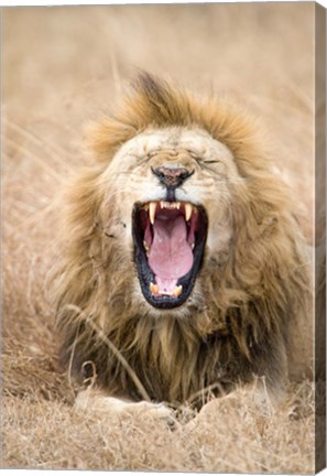 Framed Lion (Panthera leo) yawning in a forest, Ngorongoro Crater, Ngorongoro, Tanzania Print